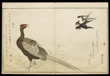 P.332-1946 Vol.1 f.6 Paar schoorsteen zwaluwen en een groene fazant, uit een album 