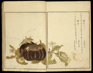 Prentenboek: Uitgelezen insecten (Ehon mushi erabi)