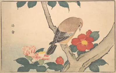 Camellia