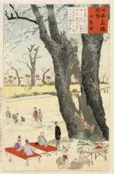 Koganei, kersenbloesems