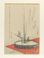 Schikking van pruim, Fukujusō (adonisbloem) en schaar