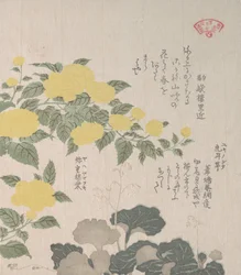 Corchorus of Gele Roos en Kruipende Saxifrage, 19e eeuw