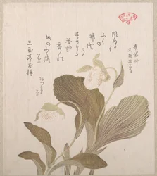 Hotei-bloemen