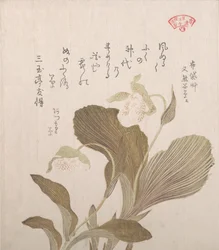 Hotei bloemen, 19e eeuw