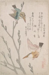 IJsvogels en waterwilg