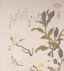Magnolia bloemen, 19e eeuw