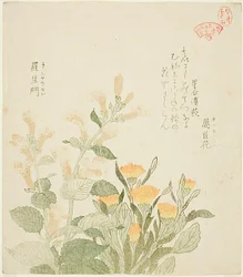 De goudsbloem en de Rajomanbloemen