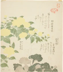 Gele Rozen (Yae yamabuki) en Kruipende Steenbreek (Yukinoshita), uit de serie "Collectie van Planten voor de Kasumi Poëziekring (Kasumi-ren somoku awase)"