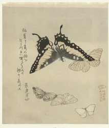 Vijf vlinders (Een serie prenten met vlinders voor de Kasumi dichtersvereniging) (Kasumiren gunchô gafu) (series title)