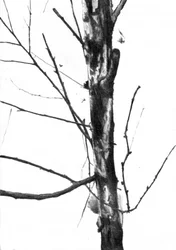 Kale winterboom