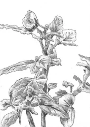 Schets van de groei van een plant