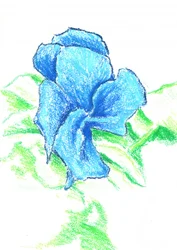 Tekening van een felblauwe bloem