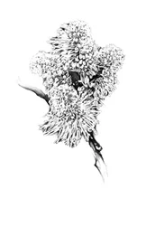 Verfijnde botanische tekening