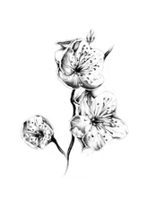 Tere kersenbloesems