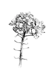 Verfijnde bloemenschets