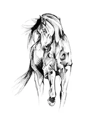 Dynamische paardenschets