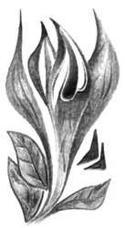 Elegante botanische schets