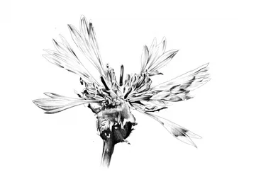 Elegante bloemenschets