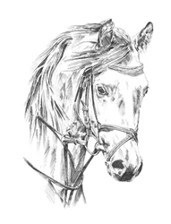 Elegant paardenportret