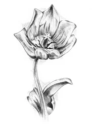 Elegante tulpentekening