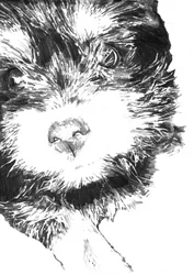 Schattig puppygezichtje