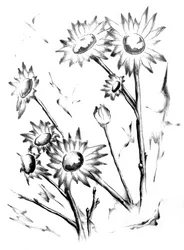 Tekening van zachte madeliefjes