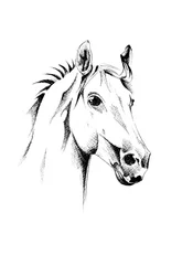 Sierlijk paardenportret