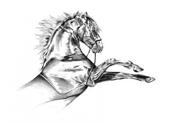 Paard 72