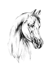 Majestueus Arabisch paard