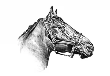 Weidse paardentekening