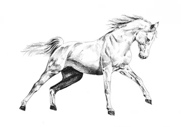 Majestueuze paarden in galop