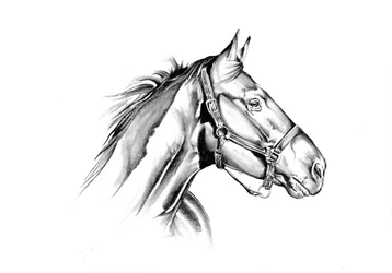 Profiel van het Majestic-paard