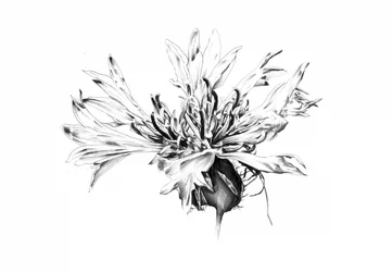 Monochrome studie van korenbloemen