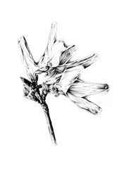 Monochrome bloemstudie