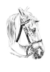 Schets van een edele paardenkop