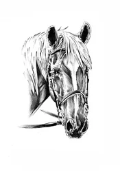 Portret van een edel paard