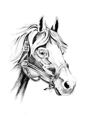 Portret van een edel paard