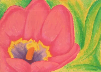 Roze tulpenbloesem