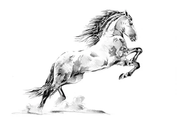 Het fokken van Appaloosa-paarden