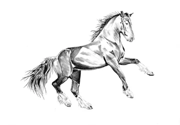 Het fokken van majestueuze paarden
