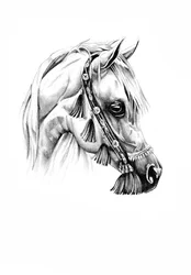 Portret van een koninklijk Arabisch paard