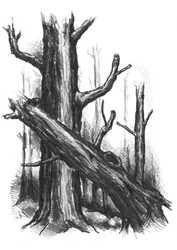 Rustieke bos-schets