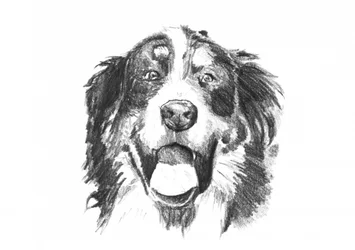Lachende Berner Sennenhond