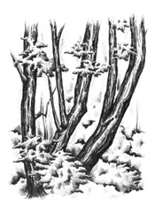 Besneeuwd winterbos