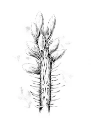 Botanische tekening met stekels
