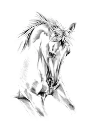 Levendige paardentekening