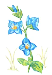 Levendige blauwe bloemen
