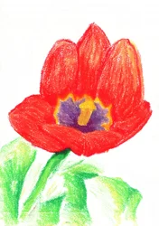 Levendige rode tulp