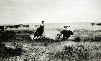 Cowboy te paard die een kalf vangt