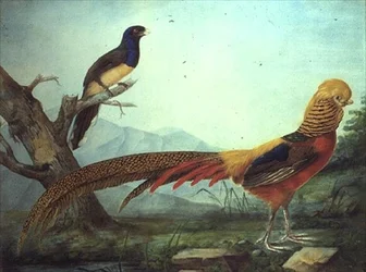 Een gouden fazant en een trogon